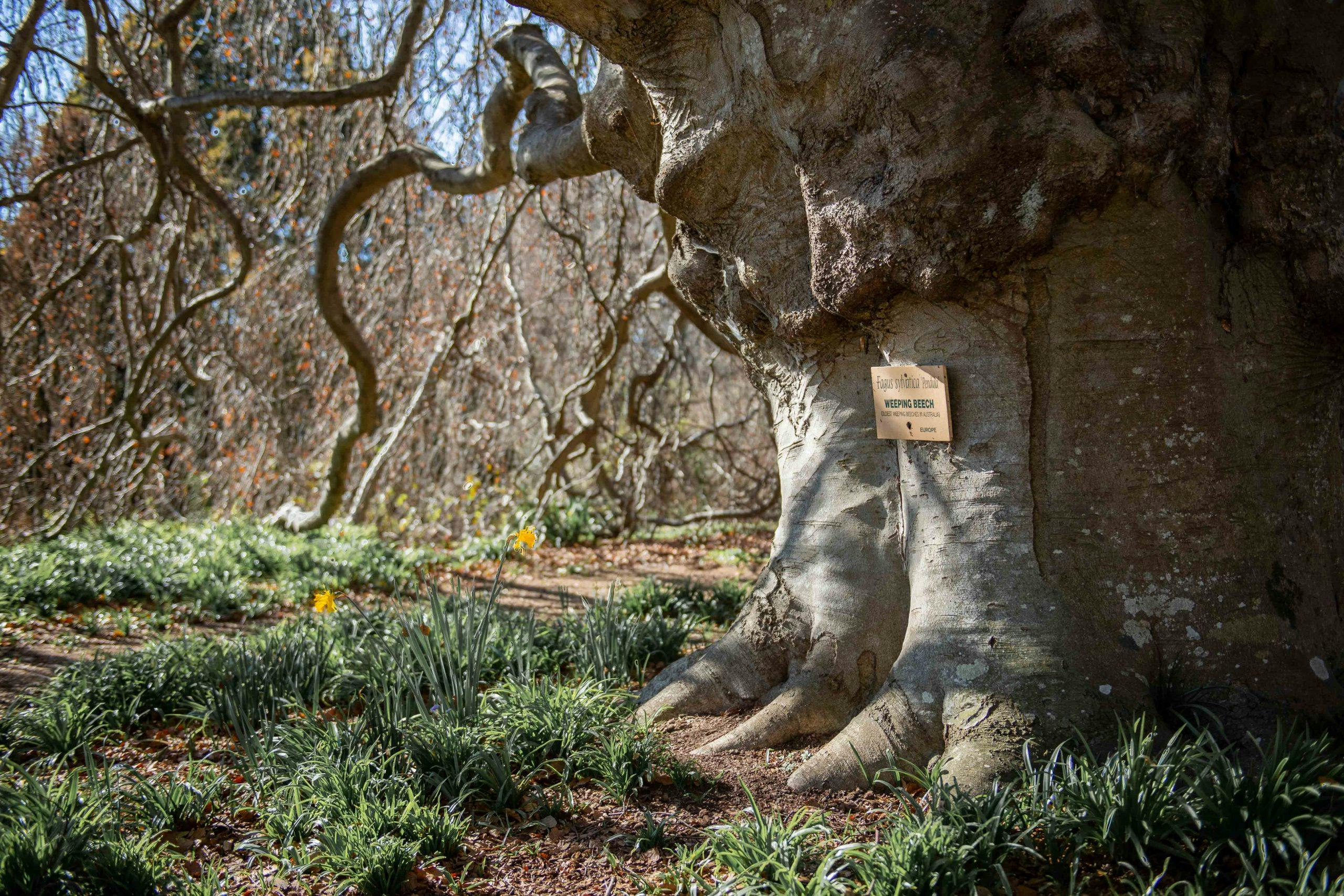 Weeping Beech scaled